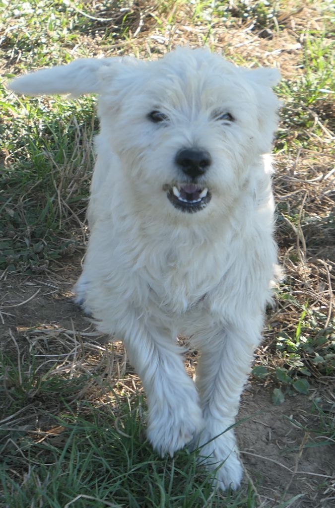 De la paix retrouvee - Chiot disponible  - West Highland White Terrier