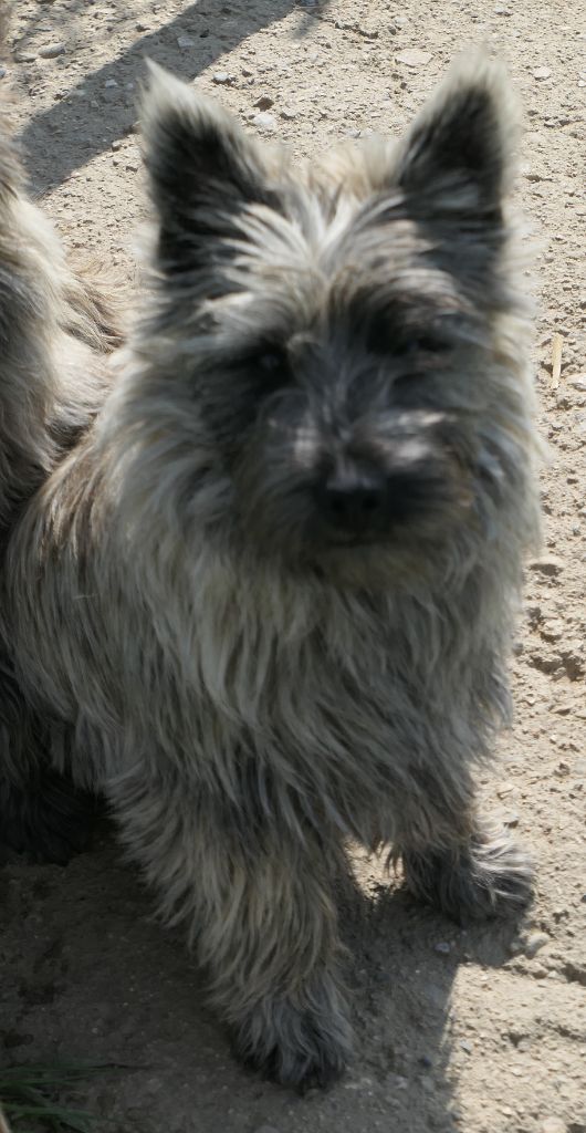 De la paix retrouvee - Chiot disponible  - Cairn Terrier