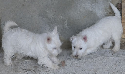 De la paix retrouvee - West Highland White Terrier - Portée née le 06/10/2023