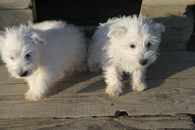 De la paix retrouvee - West Highland White Terrier - Portée née le 17/08/2023