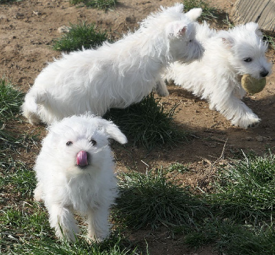 De la paix retrouvee - West Highland White Terrier - Portée née le 05/12/2022