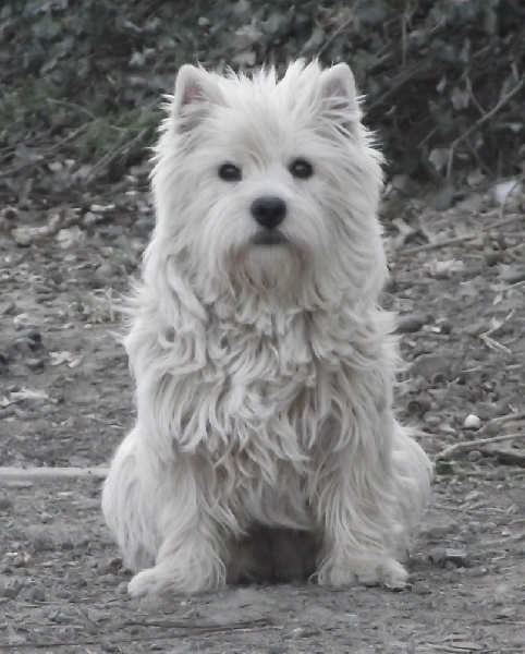 Les West Highland White Terrier de l'affixe De la paix retrouvee