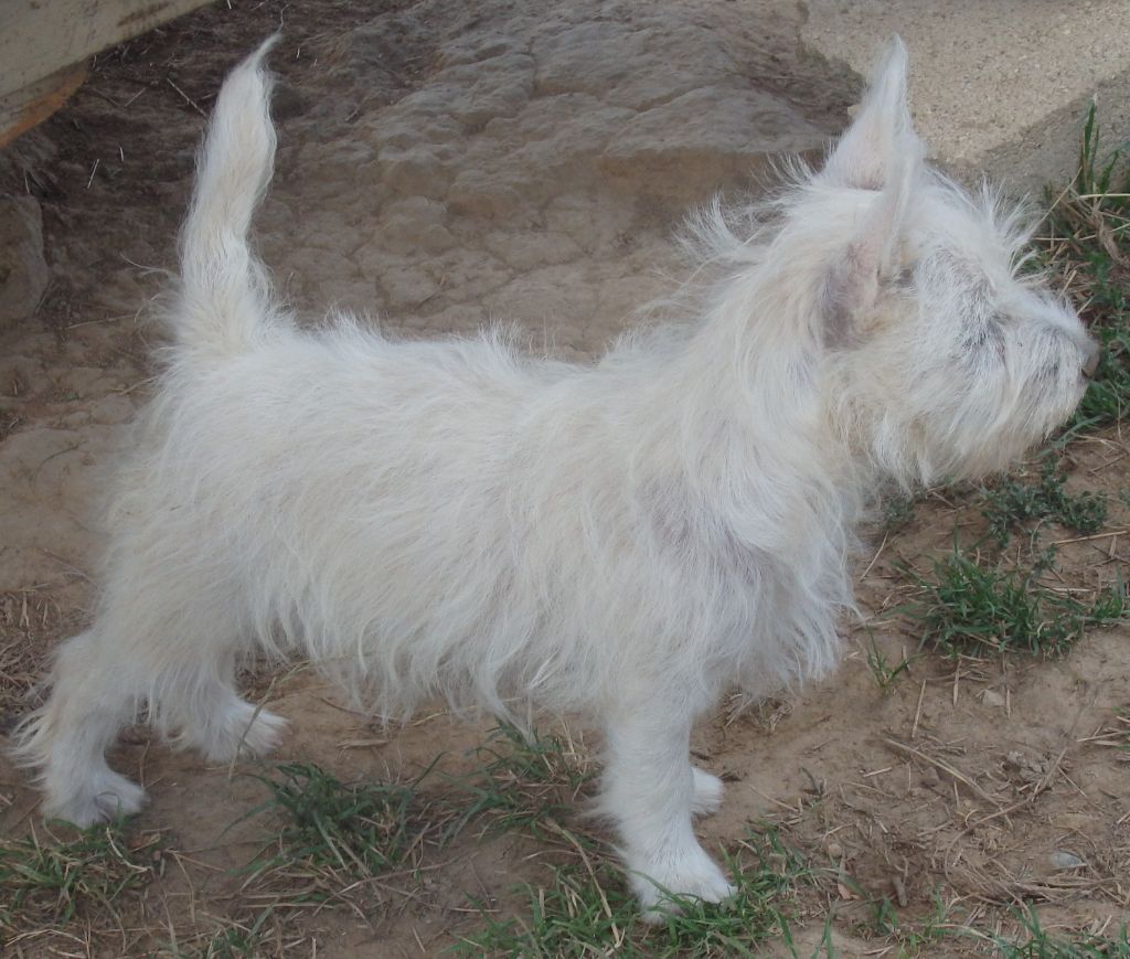 De la paix retrouvee - Chiot disponible  - West Highland White Terrier