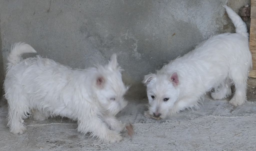 chiot West Highland White Terrier De la paix retrouvee