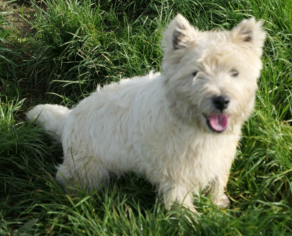 De la paix retrouvee - Chiot disponible  - West Highland White Terrier