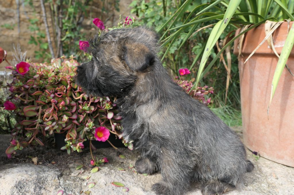 De la paix retrouvee - Chiot disponible  - Cairn Terrier