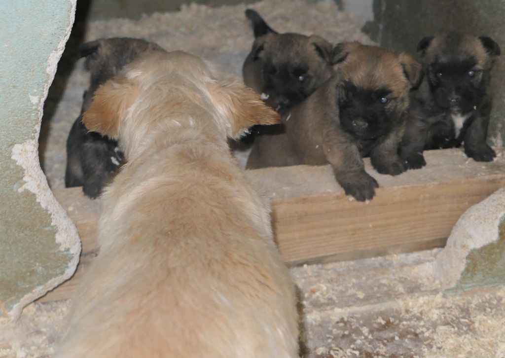 De la paix retrouvee - Chiot disponible  - Cairn Terrier