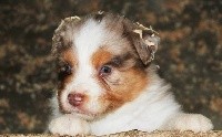 CHIOT ROUGE MERLE