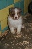 CHIOT ROUGE MERLE