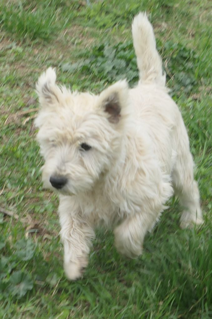 De la paix retrouvee - Chiot disponible  - West Highland White Terrier