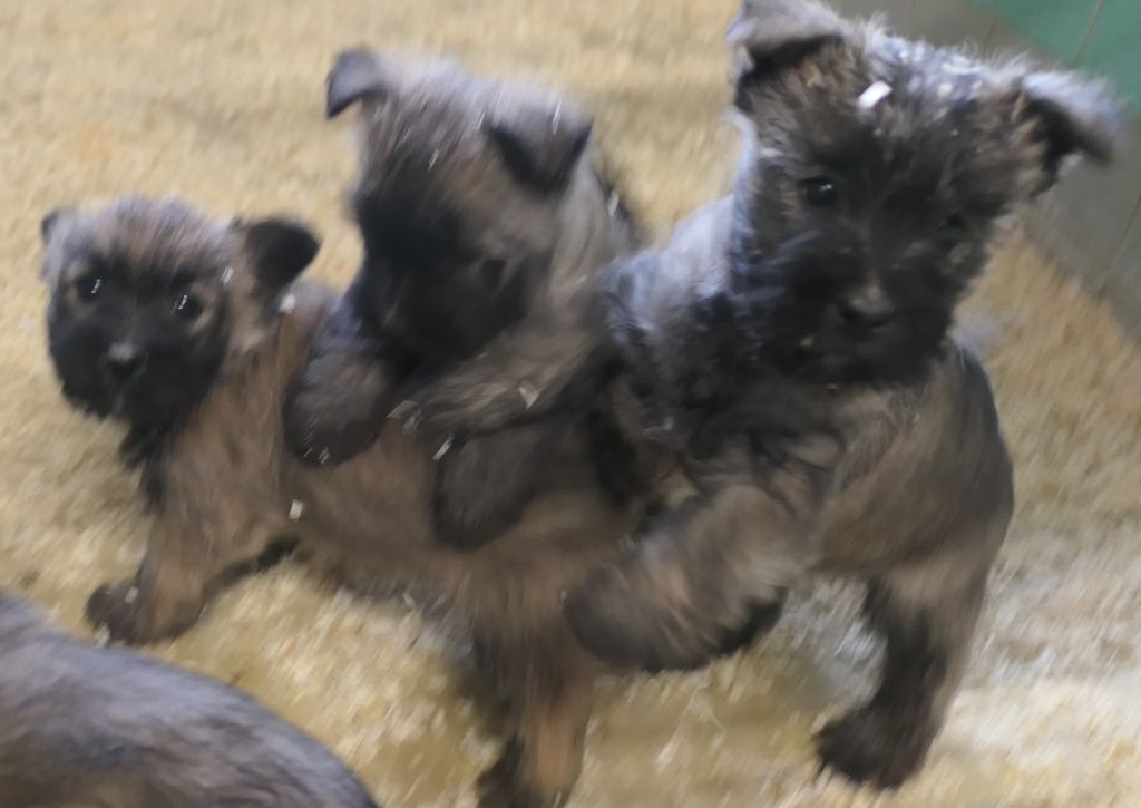 De la paix retrouvee - Chiot disponible  - Cairn Terrier