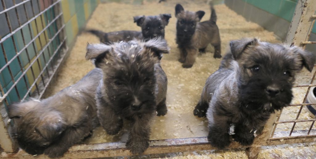 De la paix retrouvee - Chiot disponible  - Cairn Terrier