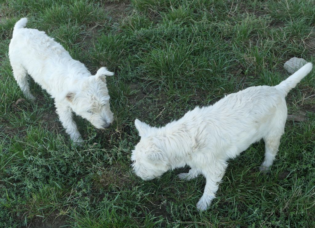 chiot West Highland White Terrier De la paix retrouvee