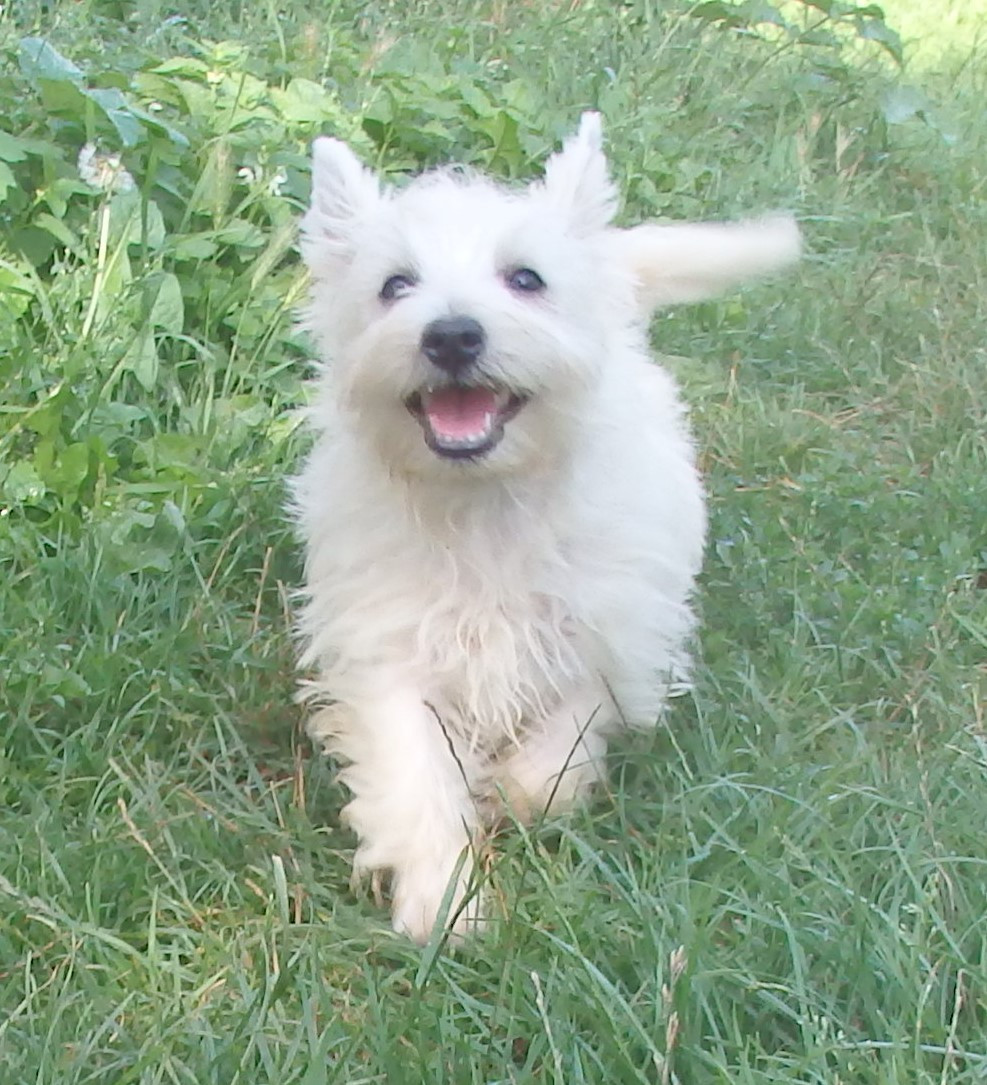 De la paix retrouvee - Chiots disponibles - West Highland White Terrier