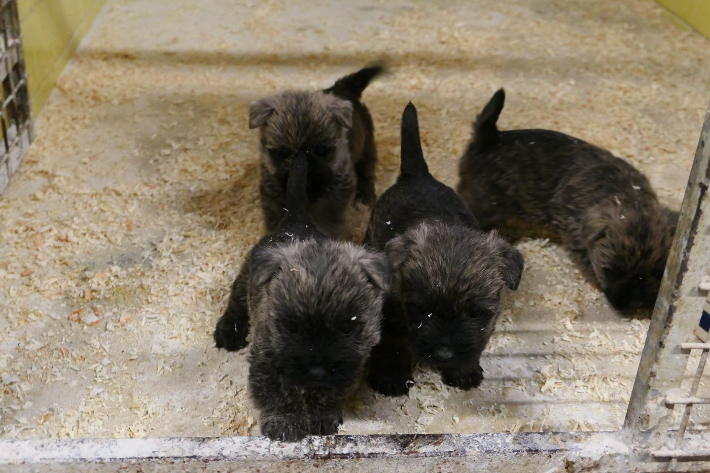 Chiot Cairn Terrier De la paix retrouvee
