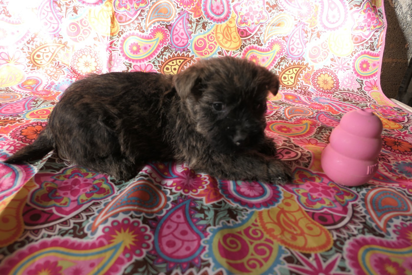 De la paix retrouvee - Chiots disponibles - Cairn Terrier