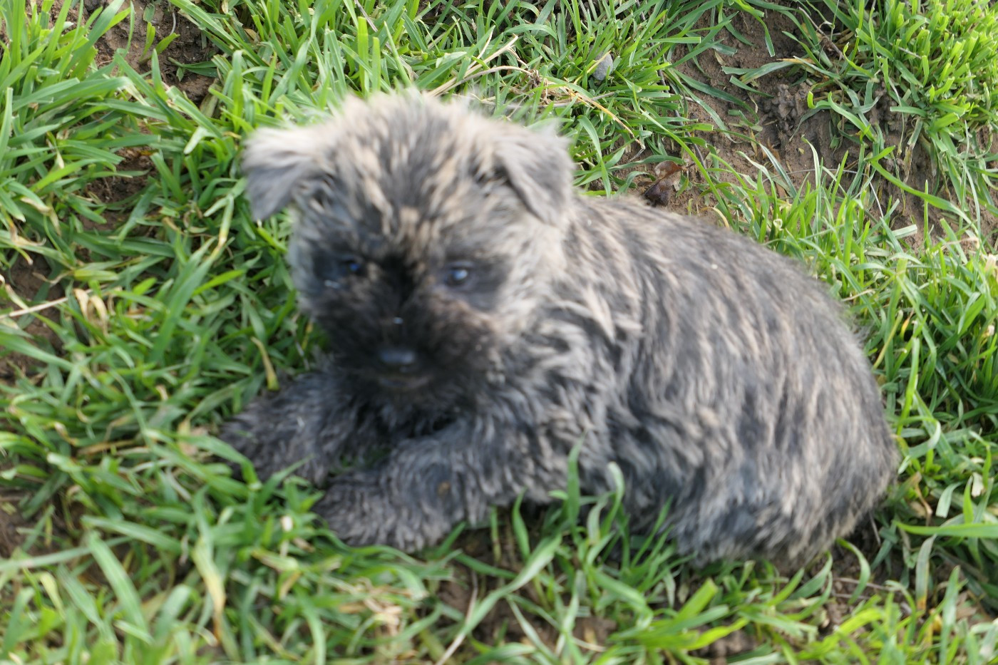 De la paix retrouvee - Chiots disponibles - Cairn Terrier