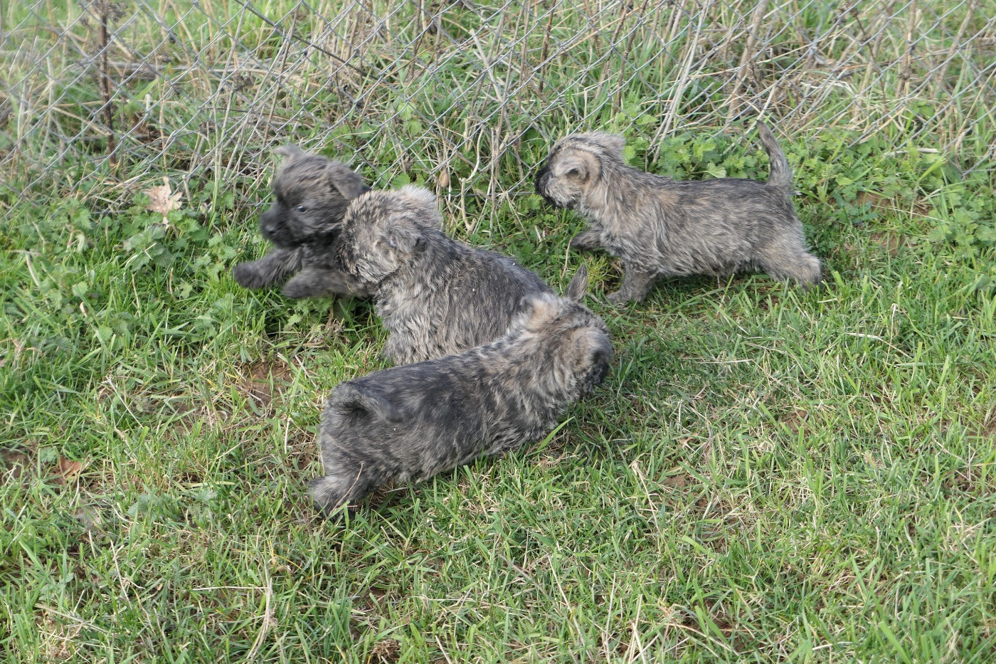 De la paix retrouvee - Cairn Terrier - Portée née le 14/12/2025