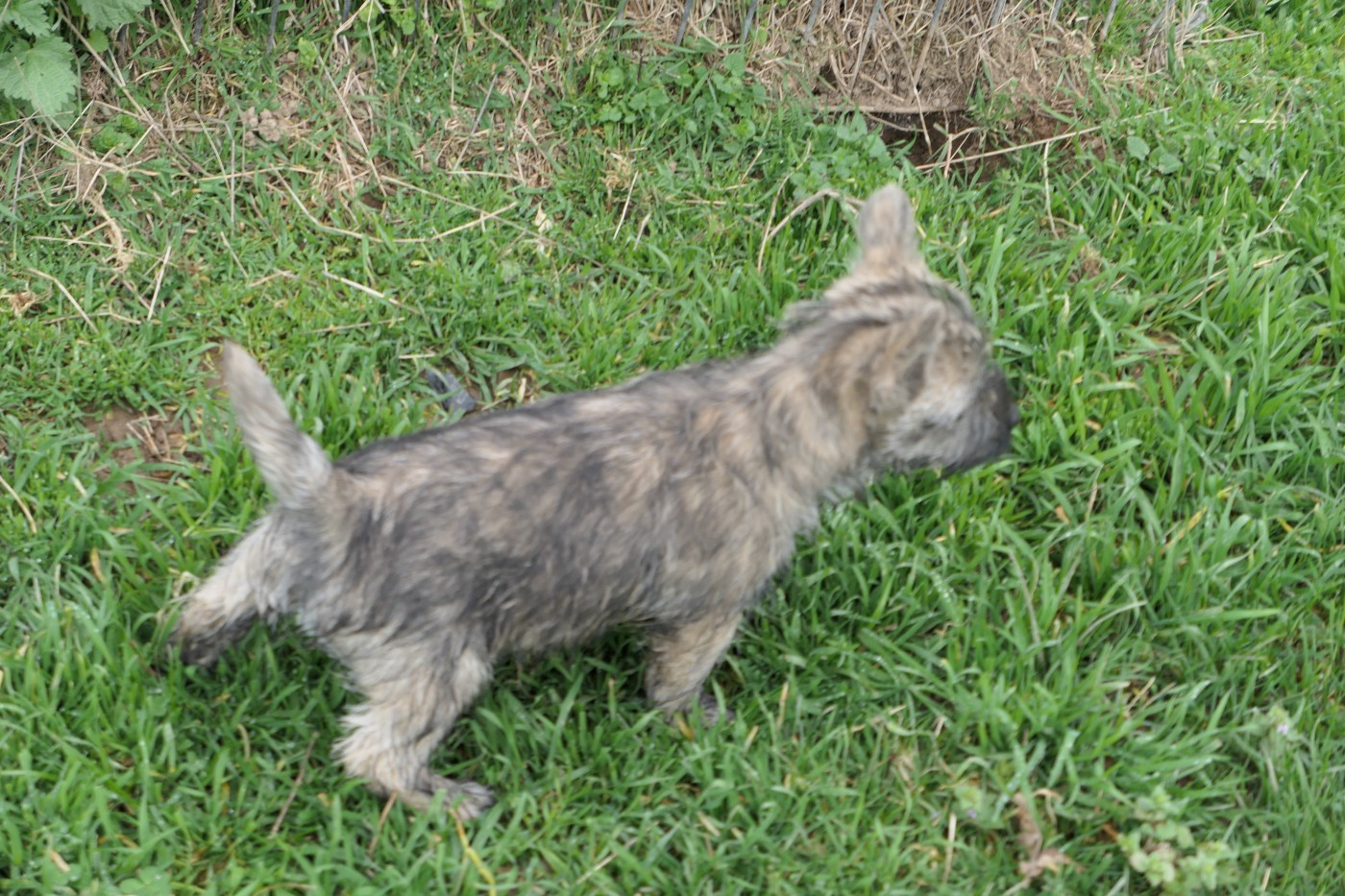 De la paix retrouvee - Chiots disponibles - Cairn Terrier