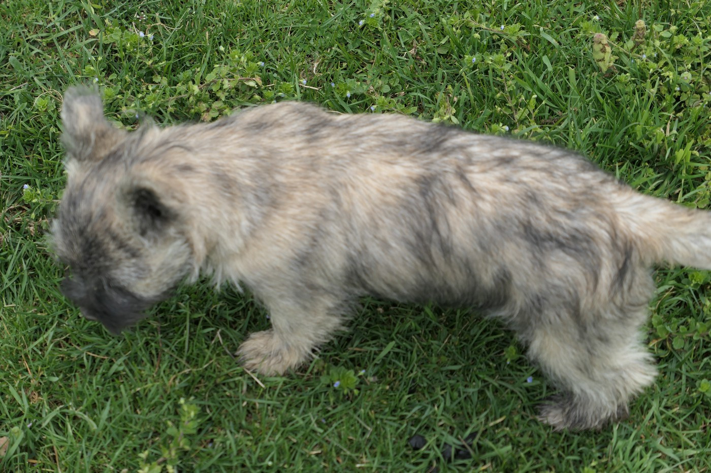 De la paix retrouvee - Chiots disponibles - Cairn Terrier