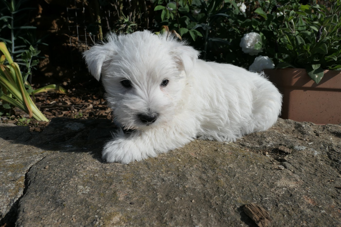 De la paix retrouvee - Chiots disponibles - West Highland White Terrier