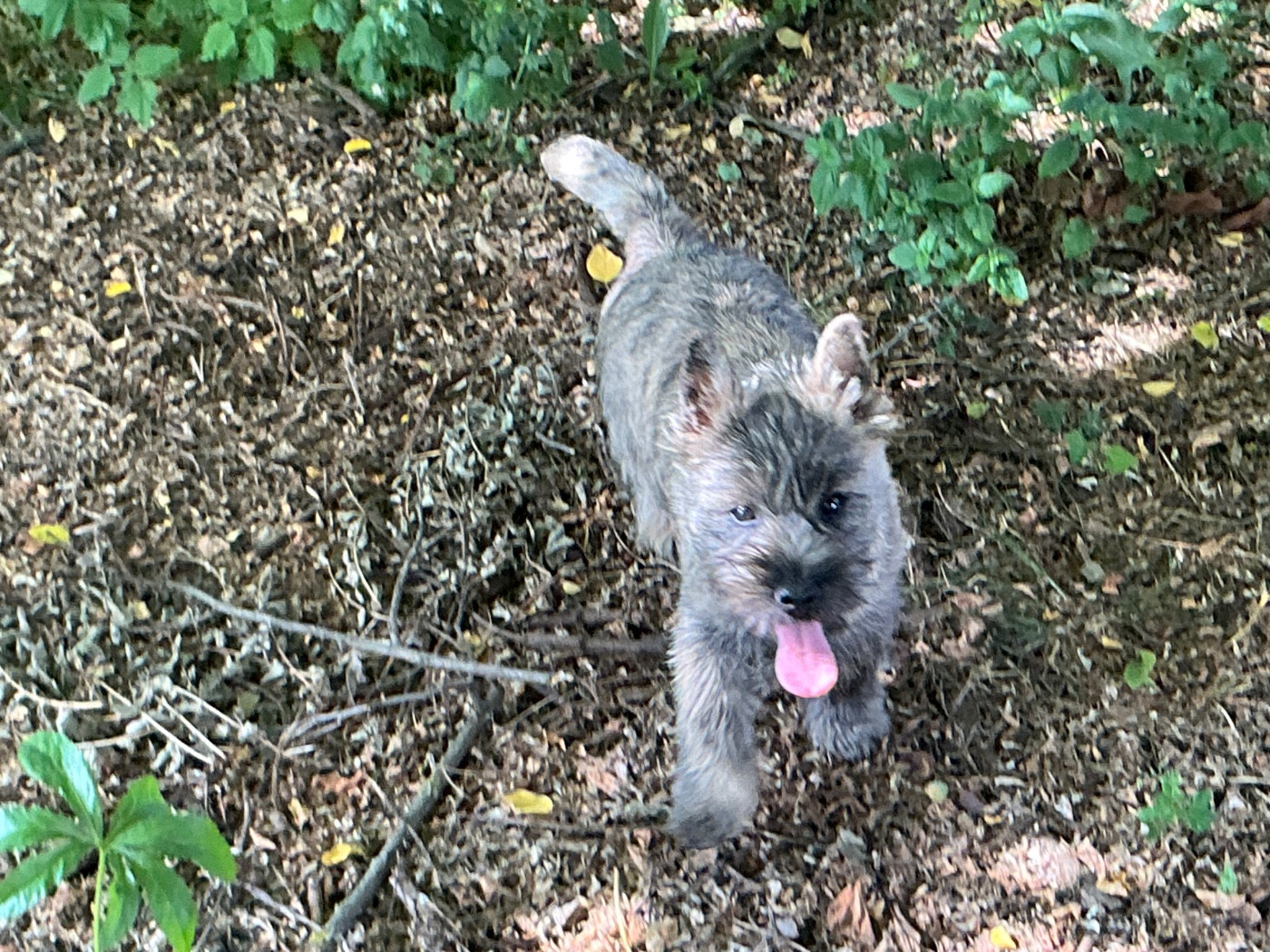 De la paix retrouvee - Chiots disponibles - Cairn Terrier