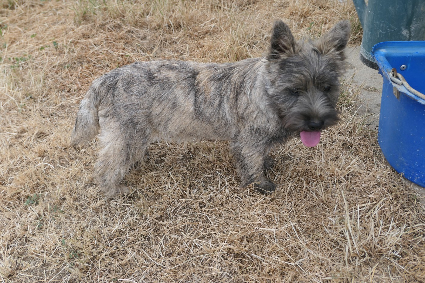 De la paix retrouvee - Chiots disponibles - Cairn Terrier