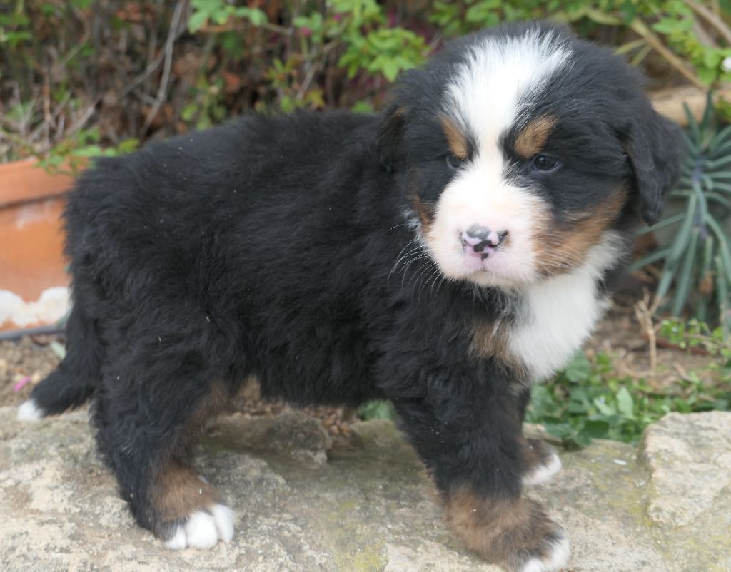 De la paix retrouvee - Chiots disponibles - Bouvier Bernois