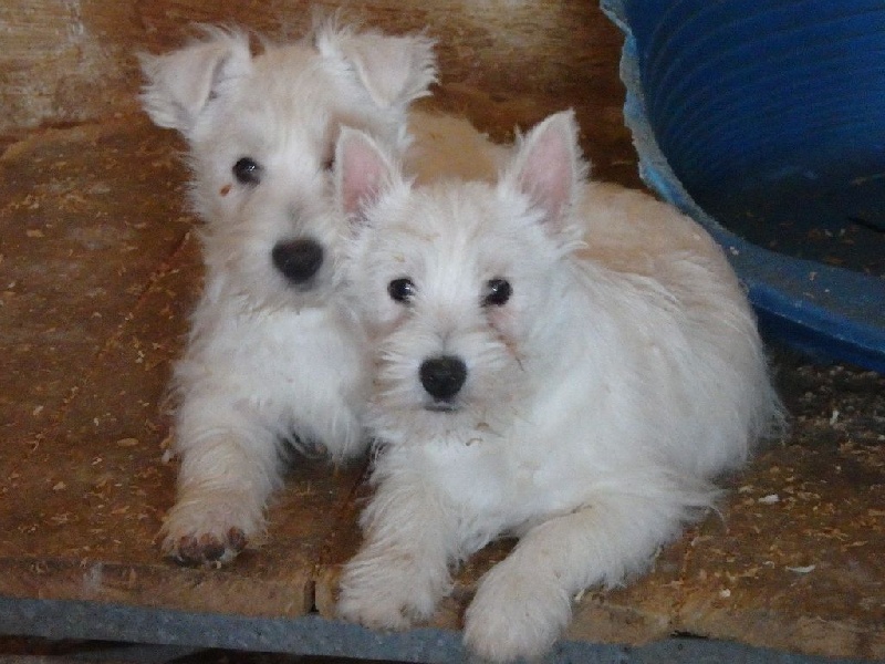 Chiot West Highland White Terrier De la paix retrouvee