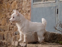 CHIOT