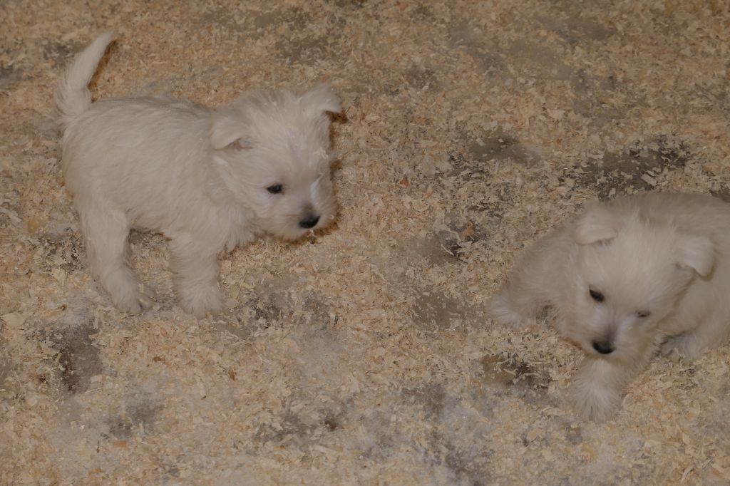 Chiot West Highland White Terrier De la paix retrouvee